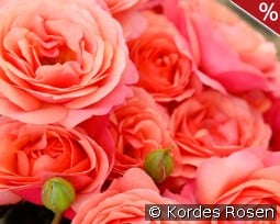 Coral Lions Rose kaufen, click for more details Coral Lions Rose