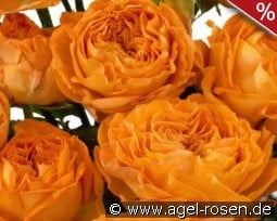 Country Trendsetter kaufen, click for more details Country Trendsetter