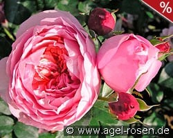 Dames de Chenonceau kaufen, click for more details Dames de Chenonceau