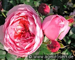 Dames de Chenonceau kaufen, click for more details Dames de Chenonceau