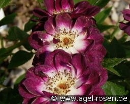 Diamond Eyes kaufen, click for more details Diamond Eyes