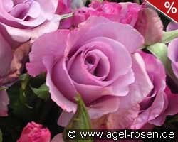 Dioressence kaufen, click for more details Dioressence