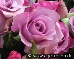 Dioressence kaufen, click for more details Dioressence