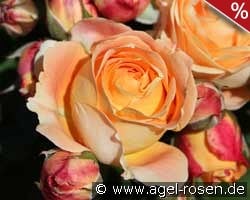 Dolce Vita® 2013 kaufen, click for more details Dolce Vita® 2013