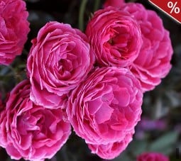 Dolce syn. Taste of Love kaufen, click for more details Dolce syn. Taste of Love