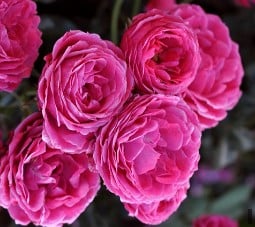 Dolce syn. Taste of Love kaufen, click for more details Dolce syn. Taste of Love