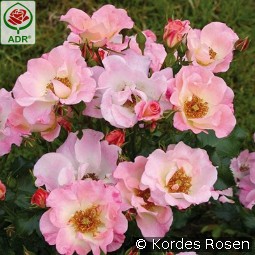 Dolomiti kaufen, click for more details Dolomiti