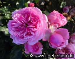 Dreams Come True - Plant'n'Relax kaufen, click for more details Dreams Come True - Plant'n'Relax