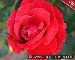 Duftwolke kaufen, click for more details Duftwolke