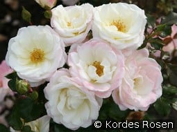 Eisprinzessin kaufen, click for more details Eisprinzessin