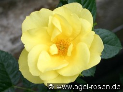 Elbegold kaufen, click for more details Elbegold