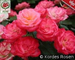 Enjoy kaufen, click for more details Enjoy