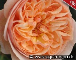 Eveline Wild Essbare Rose