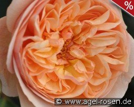 Eveline Wild Essbare Rose