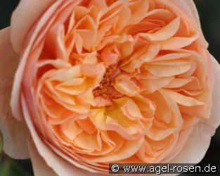 Eveline Wild Essbare Rose