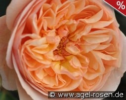 Eveline Wild Essbare Rose kaufen, click for more details Eveline Wild Essbare Rose