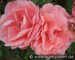 Favori syn  Favorite kaufen, click for more details Favori syn  Favorite