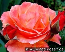 Fellowship kaufen, click for more details Fellowship