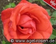 Fiametta kaufen, click for more details Fiametta