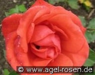 Fiametta kaufen, click for more details Fiametta