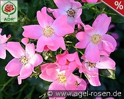 Fortuna kaufen, click for more details Fortuna