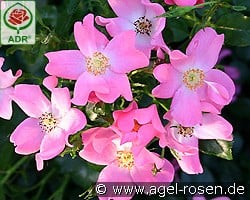 Fortuna kaufen, click for more details Fortuna