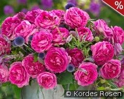 Fräulein Maria kaufen, click for more details Fräulein Maria