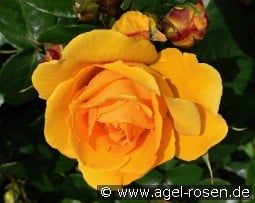 Friendship Forever - Plant'n'relax kaufen, click for more details Friendship Forever - Plant'n'relax