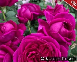 Für Elise kaufen, click for more details Für Elise