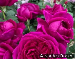 Für Elise kaufen, click for more details Für Elise