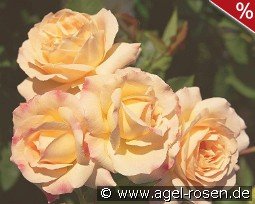 Galaxy kaufen, click for more details Galaxy