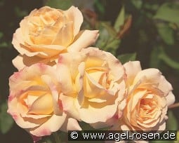 Galaxy kaufen, click for more details Galaxy