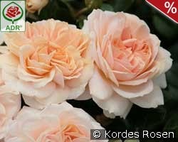 Garden of Roses syn. Cream Flower Circus kaufen, click for more details Garden of Roses syn. Cream Flower Circus