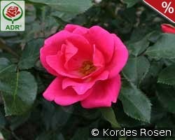 Gartenfreund kaufen, click for more details Gartenfreund
