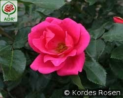 Gartenfreund kaufen, click for more details Gartenfreund