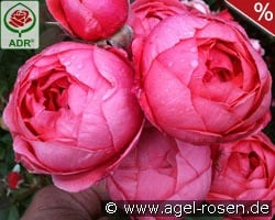 Gartenprinzessin Marie-José kaufen, click for more details Gartenprinzessin Marie-José