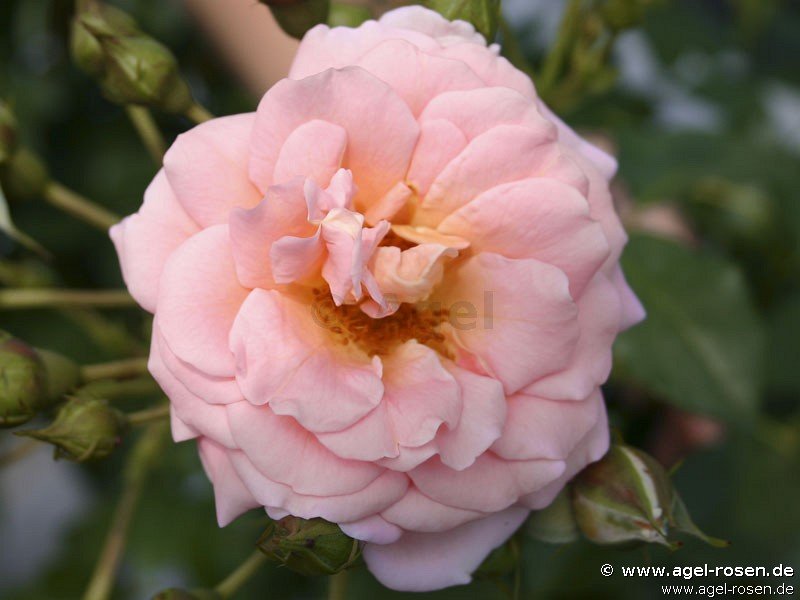Buy Geisha ® – Floribunda Rose – AGEL ROSEN