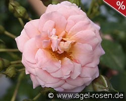 Geisha kaufen, click for more details Geisha