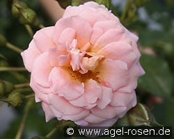 Geisha kaufen, click for more details Geisha