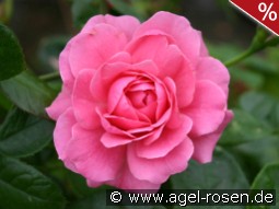 Giliane kaufen, click for more details Giliane