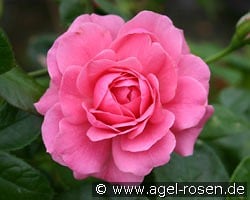 Giliane kaufen, click for more details Giliane