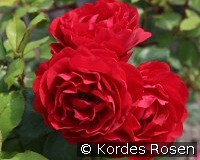 Gloriosa - Die BUGA Rose kaufen, click for more details Gloriosa - Die BUGA Rose