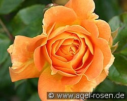 Goldelse kaufen, click for more details Goldelse