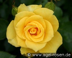 Goldquelle kaufen, click for more details Goldquelle