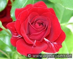 Grand Palace kaufen, click for more details Grand Palace