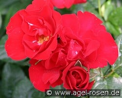 Gruß an Bayern kaufen, click for more details Gruß an Bayern