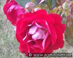 H.C. Andersen kaufen, click for more details H.C. Andersen