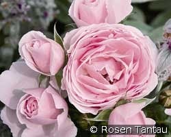 Hans Gönewein kaufen, click for more details Hans Gönewein