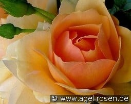 Hansestadt Rostock kaufen, click for more details Hansestadt Rostock