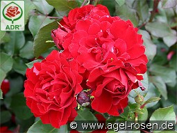 Happy Wanderer kaufen, click for more details Happy Wanderer